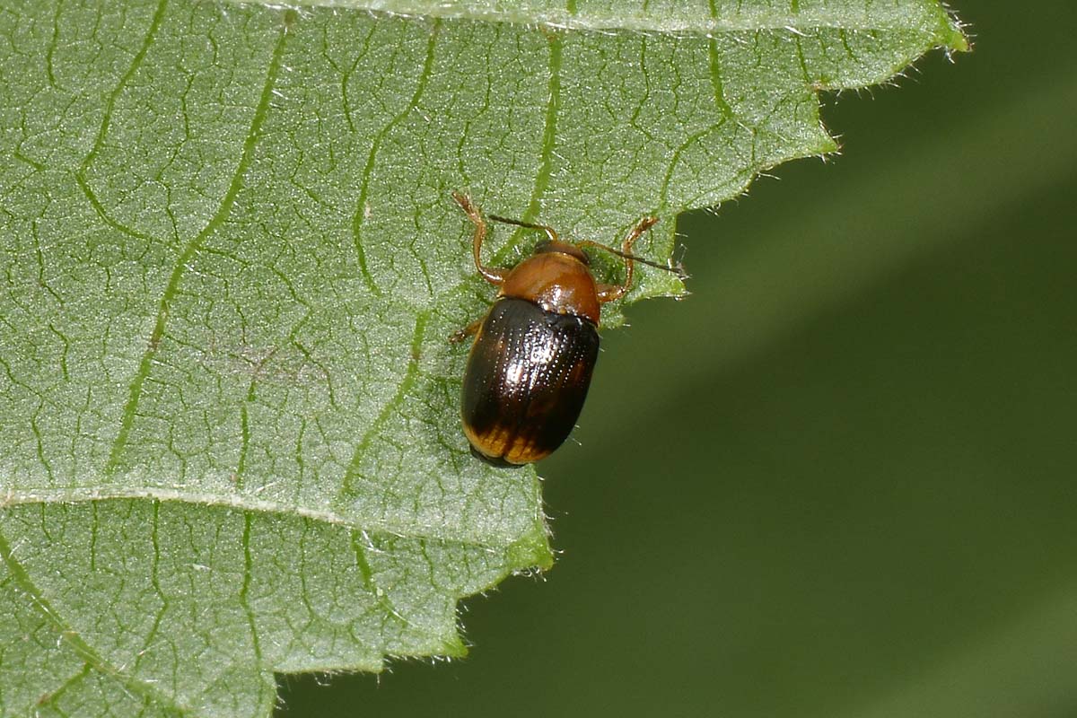 Cryptocephalus pusillus? S.